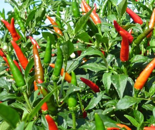 ỚT CHỈ THIÊN F1 SIÊU CAY
