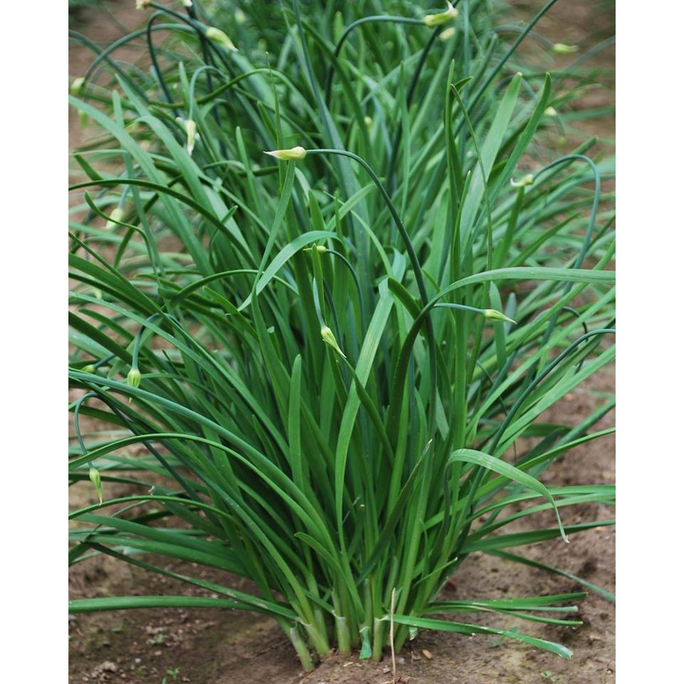HẠT GIỐNG CÂY HẸ XANH
