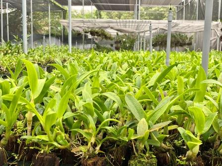 Combo 10 cây giống hoa lan Dendro (hàng lai)