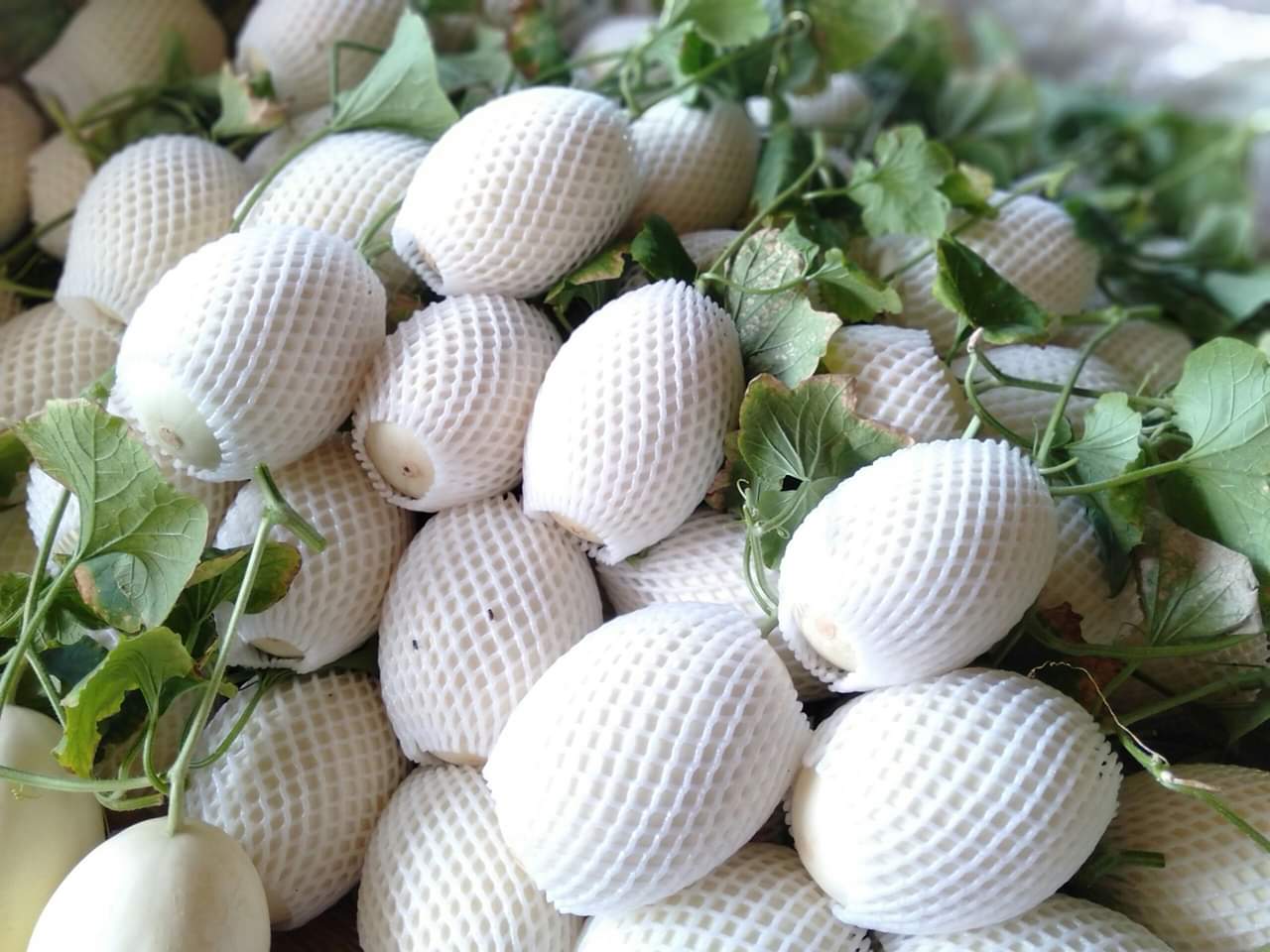 Hạt giống dưa lê Bạch Ngọc Ngọt Thanh, Ruột Trắng_KIEUFARM