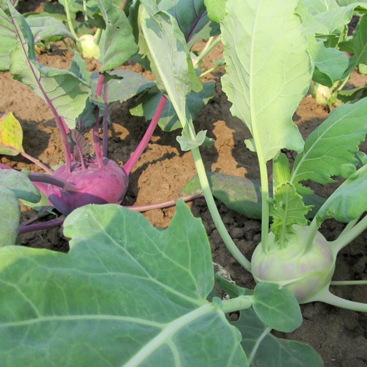 [Seeds] Hạt giống Su Hào Tím, Su hào xanh, đóng gói 1gr