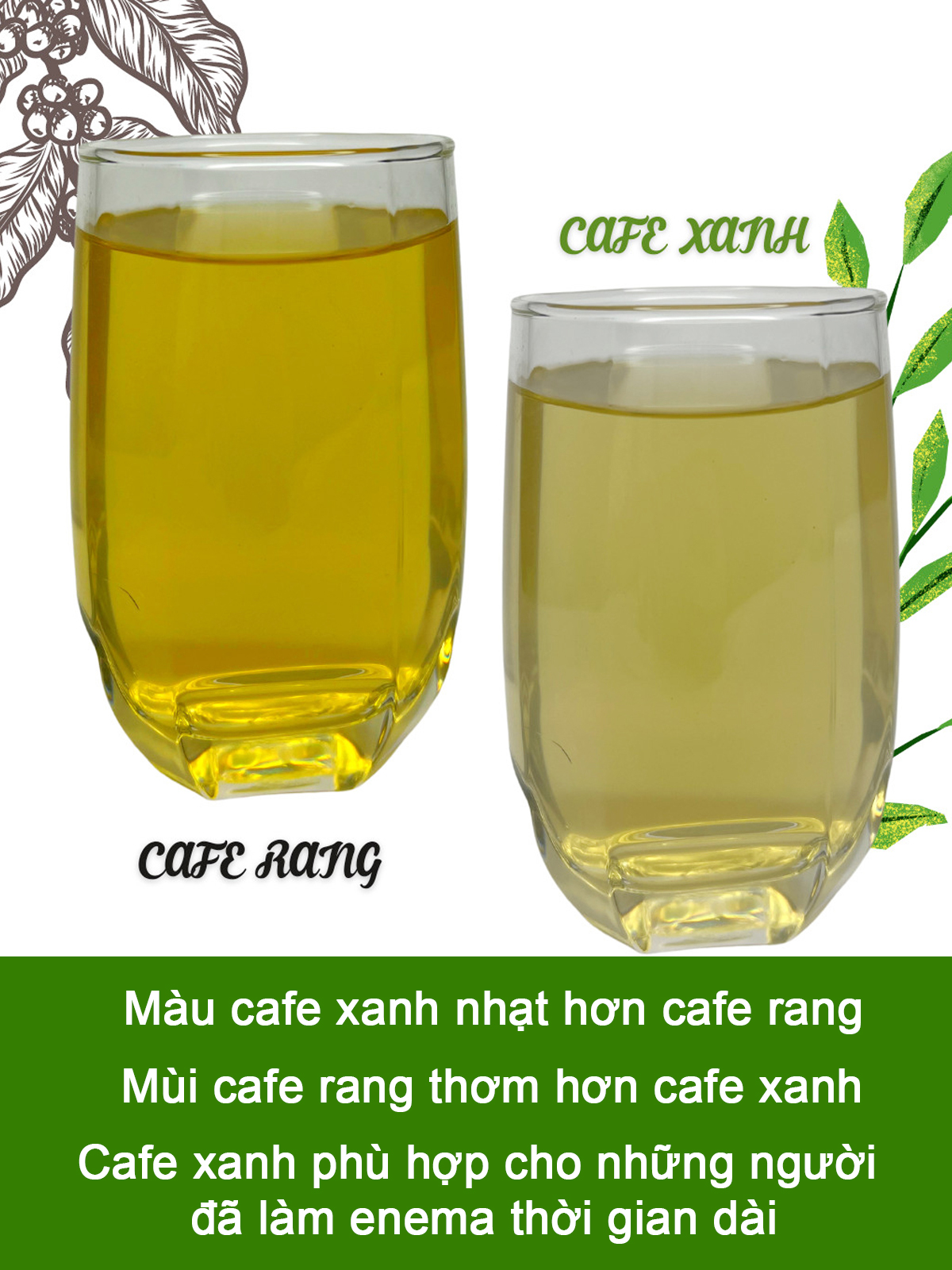 Cà phê xanh thải độc đại tràng, cà phê thải độc (1kg gồm 80 túi lọc), cà phê thụt tháo đại tràng 100% cà phê Robusta mộc (chưa rang) Gerson Coffe