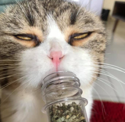 Ống Cỏ Mèo Bạc Hà Catnip Khô