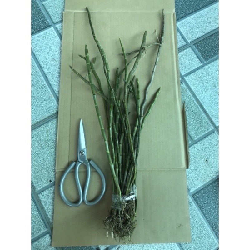Hoa Lan phi điệp vàng Chơi Tết 1 bó 10 thân)