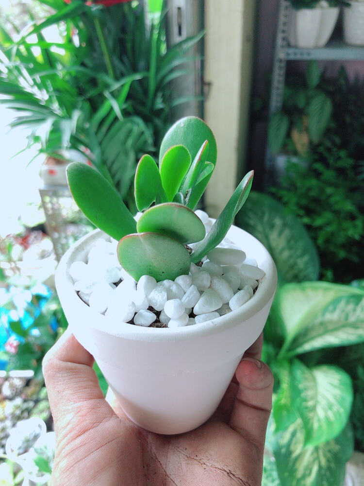 [HCM]Chậu Cây Sen Ngọc Bích Mini
