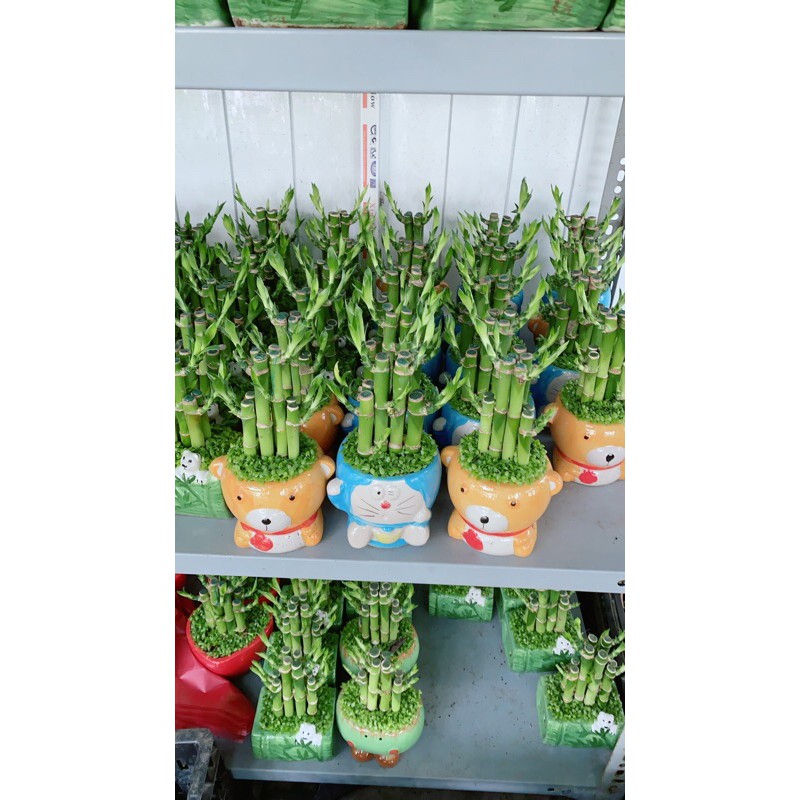 [HCM]Chậu Trúc Phát Tài 90k