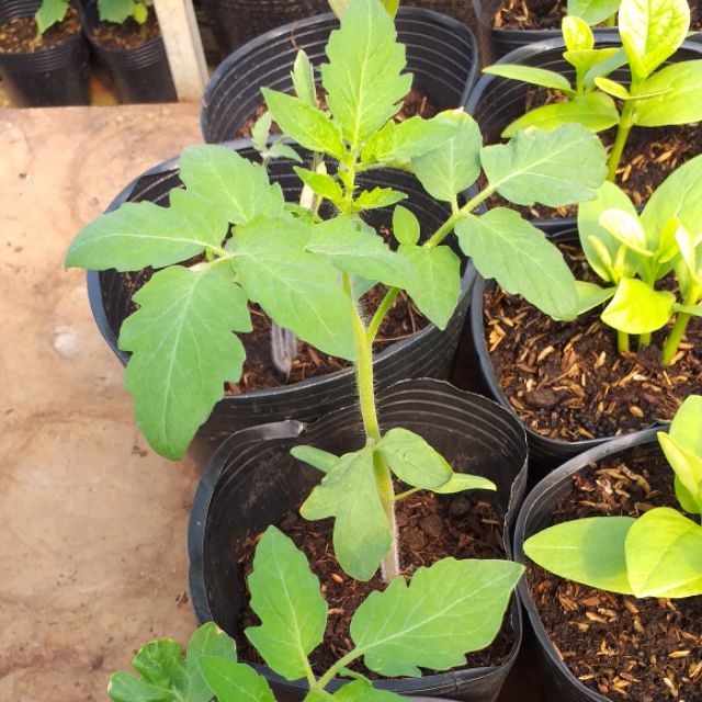 Cây giống cà chua