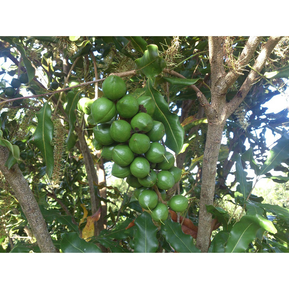 CÂY GIỐNG CÂY MẮC CA , CAM KẾT GIỐNG CHUẨN F1