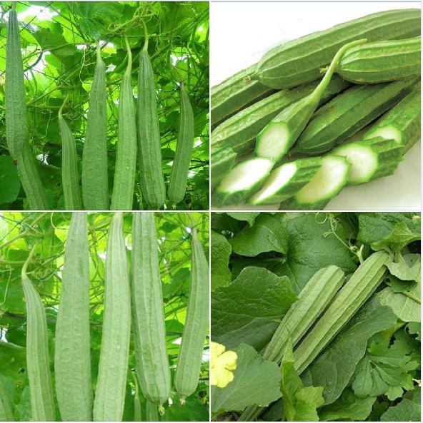 Hạt Giống Mướp Khía Thái Lan F1- 1gr/gói