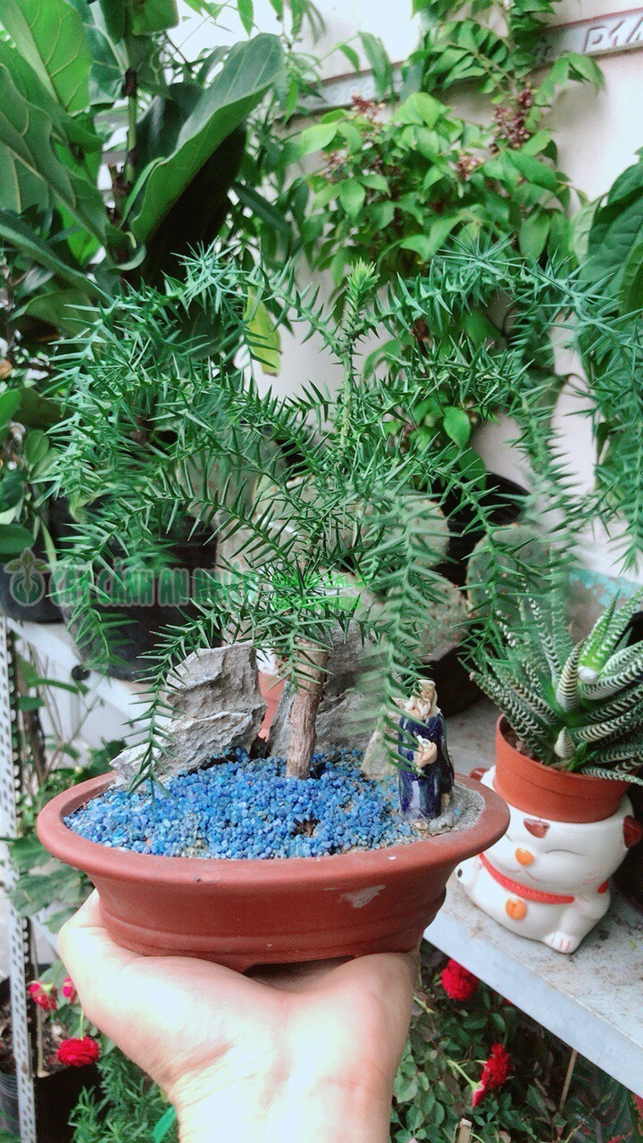 Chậu Cây Tùng Bồng Lai Bonsai