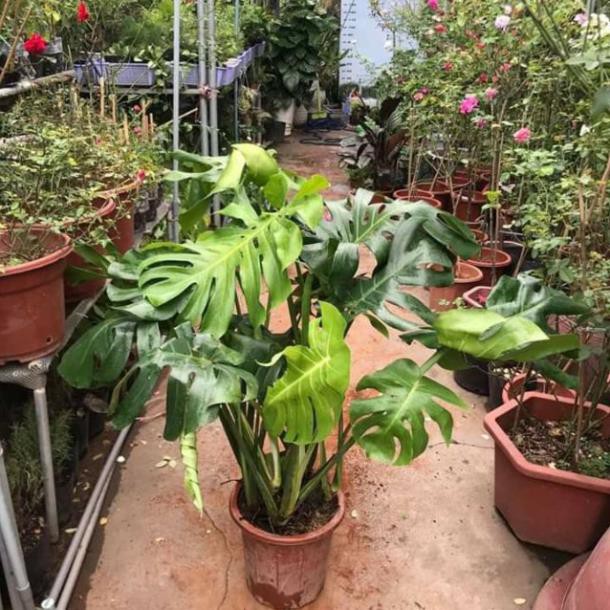 [ XẢ - CẮT LỖ] Cây trầu bà Nam Mỹ