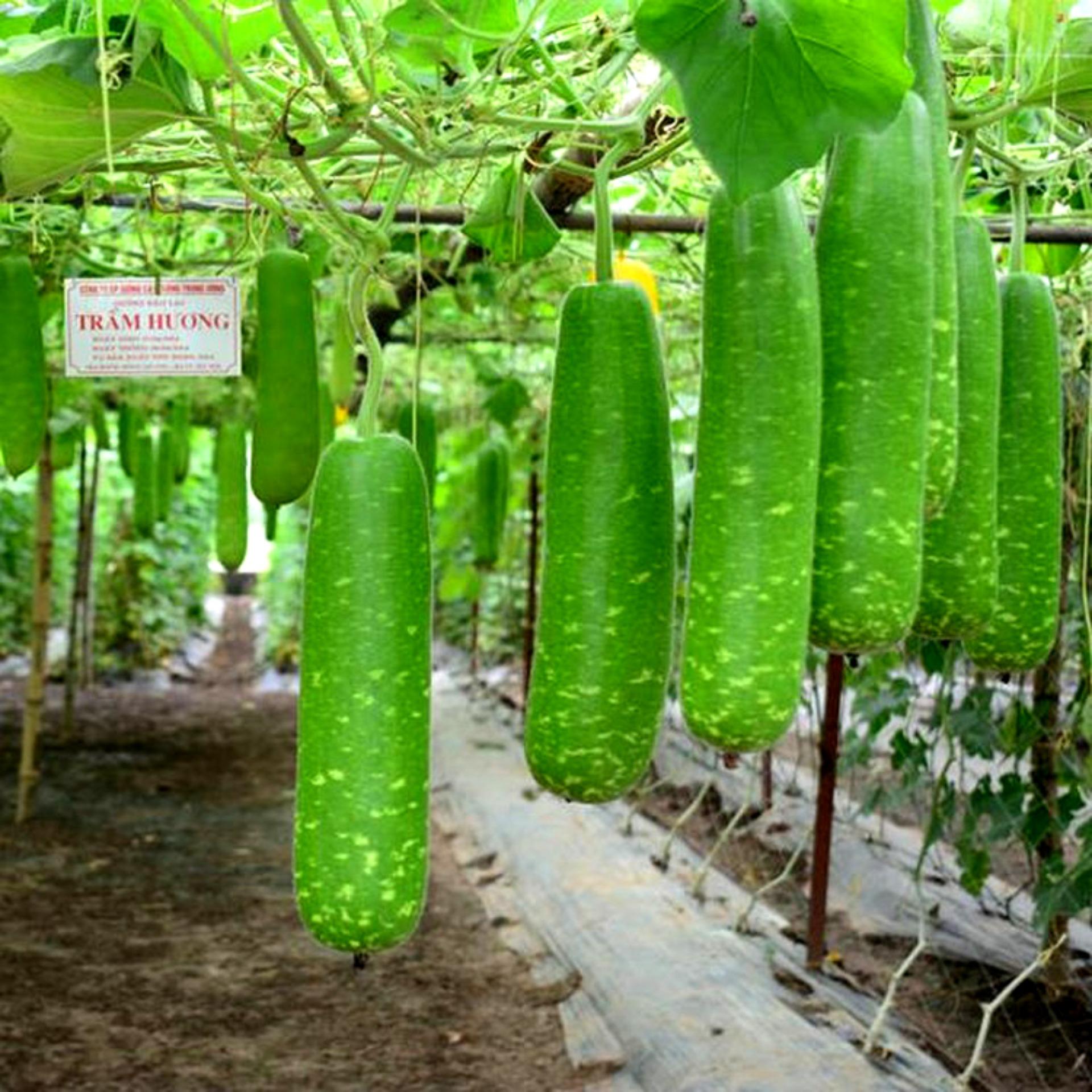 10 hạt giống bầu sao f1