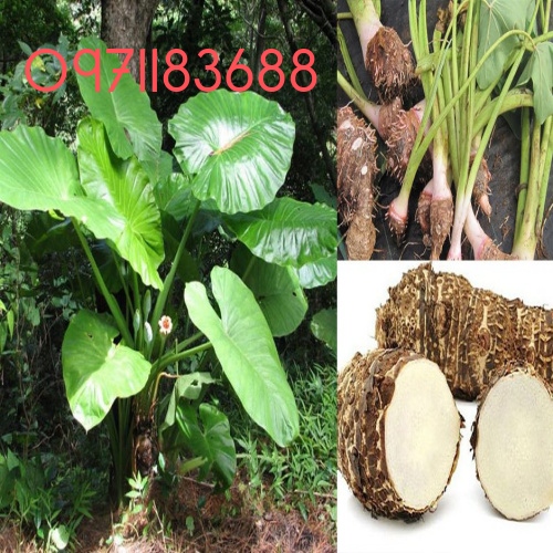 1kg củ ráy khô đã sao vàng hạ thổ