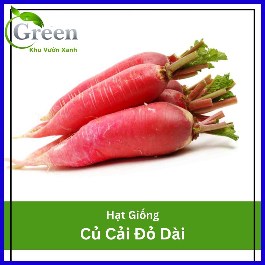 Hạt Giống Củ Cải Đỏ Dài Chắc Thịt, Dễ Trồng, Nhanh Thu Hoạch