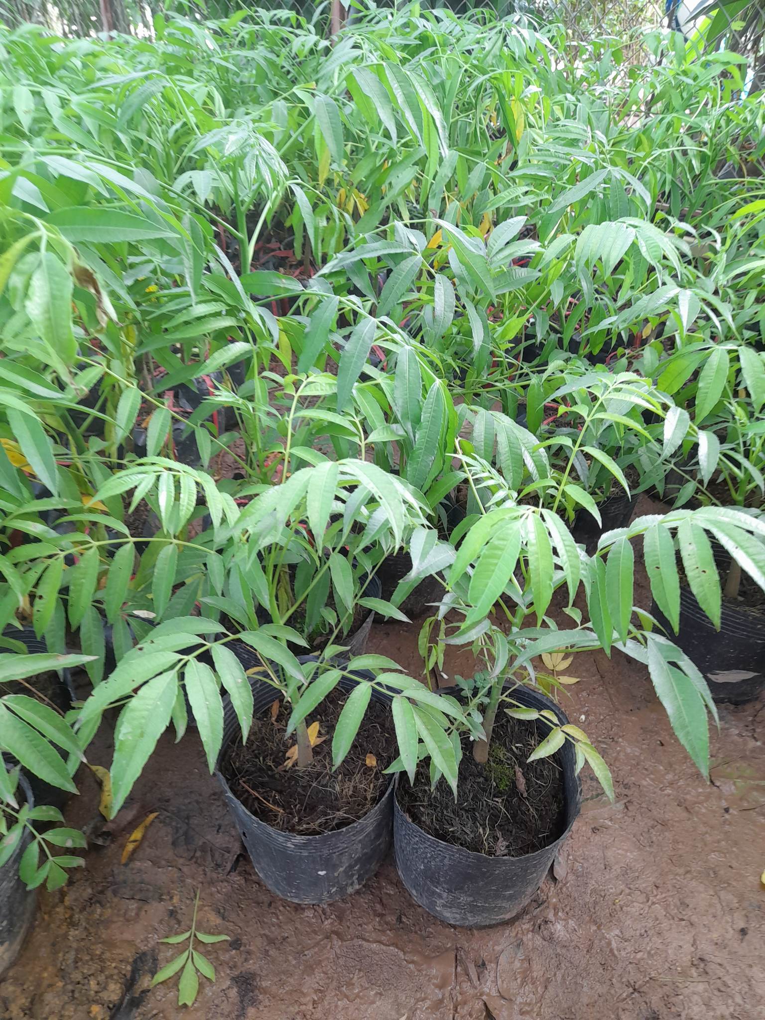 Giống Cóc Thái cây ăn quả độc đáo+Tặng kèm phân bón