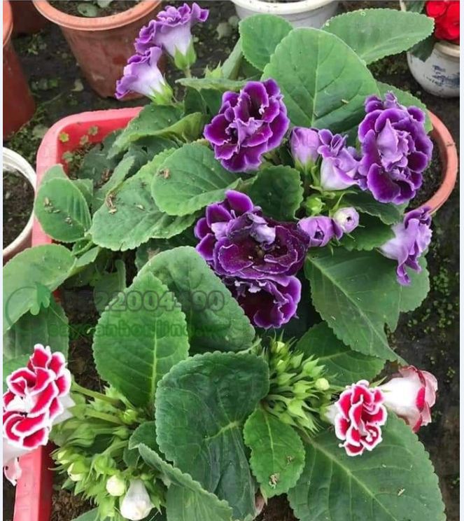 Hạt Giống Hoa Tử La Lan Mix - Gói 5 Hạt ( Kèm gói kích thích hạt nảy mầm )