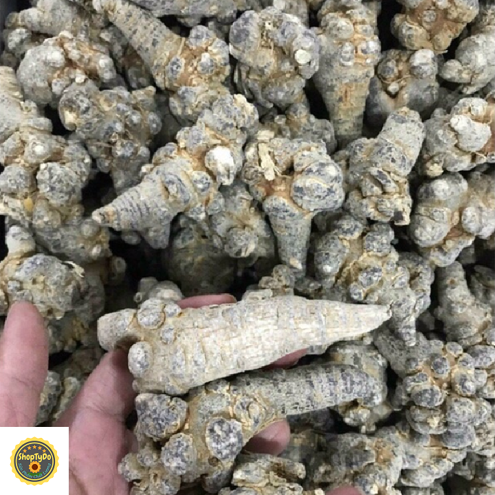Củ Tam Thất Bắc Rừng thượng hạng khô 100 gram (loại 6-8 củ)