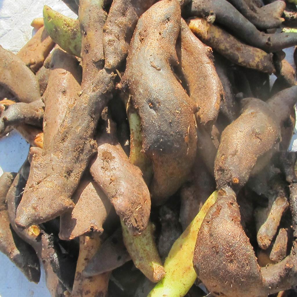 Tắc Kè Đá - Cốt Toái Bổ 1kg