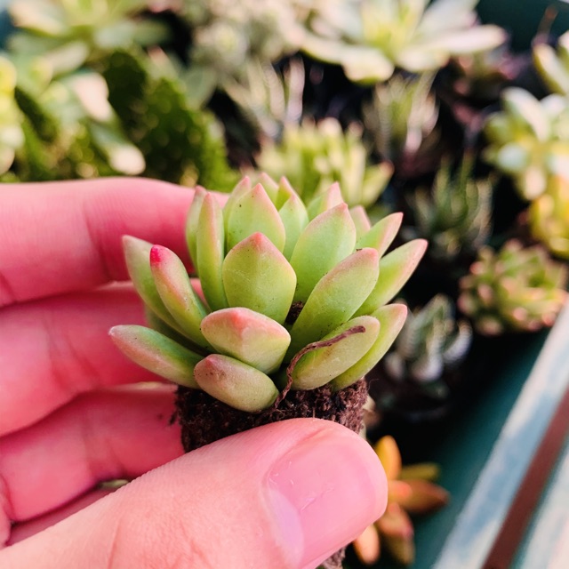 SEN ĐÁ MẶT TRỜI SIZE MINI KHOẺ ĐẸP LỖI 1 ĐỔI 1