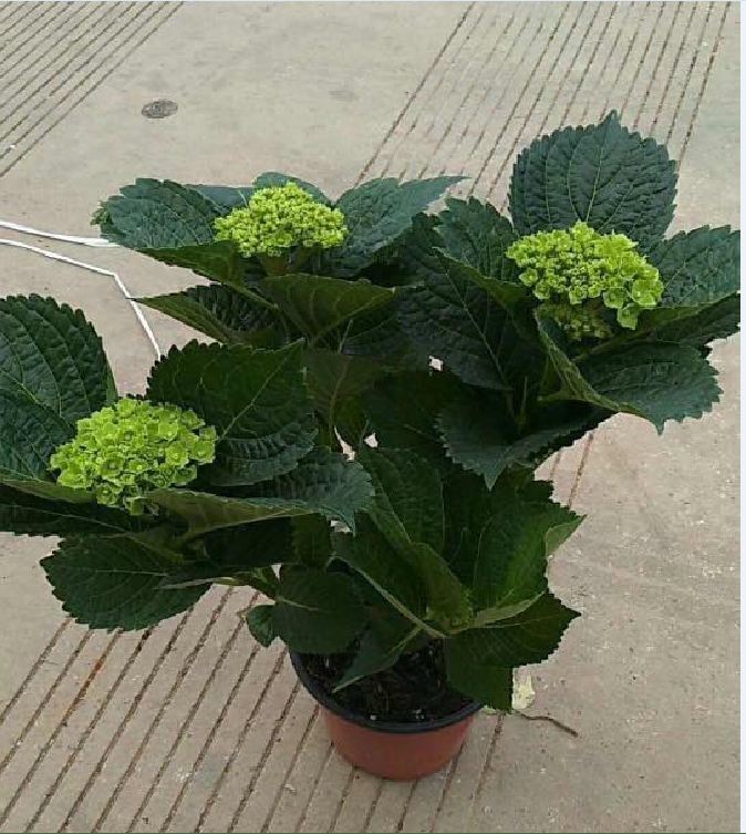 Mixed Color Hydrangea Seeds - 10 Seeds/Package