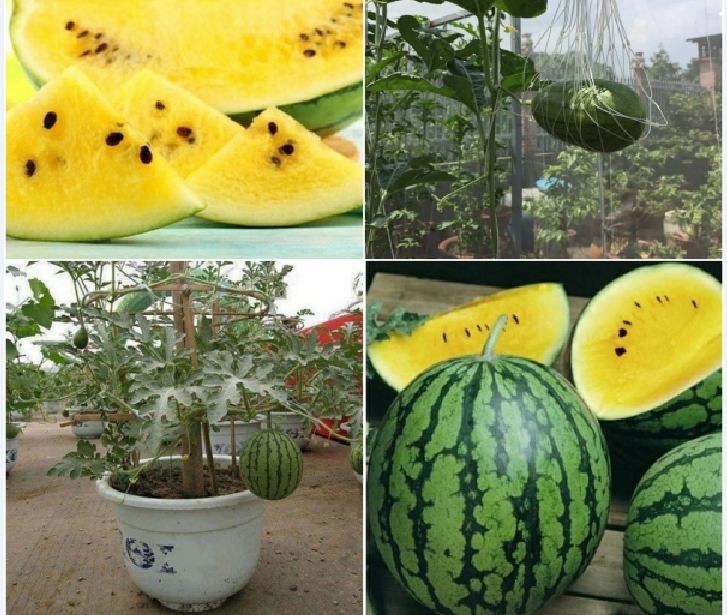 Combo 8 gói hạt giống dưa dễ trồng các loại - (TẶNG gói kích thích hỗ trợ hạt nảy mầm)