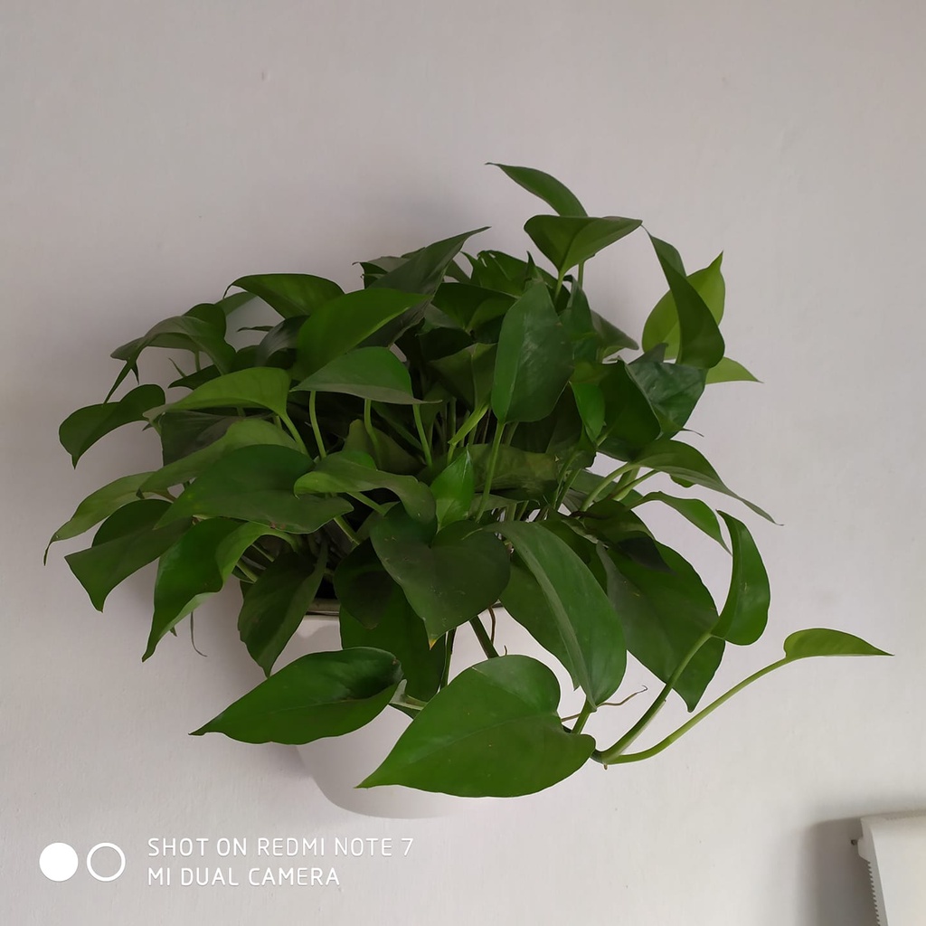 CÂY TRẦU BÀ LEO CỘT