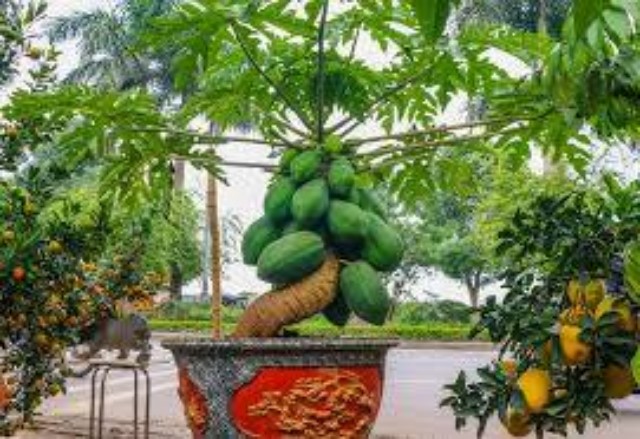 Bộ 2 Túi Hạt Giống Đu Đủ Bonsai Loại Dễ Trồng. Mỗi Túi 5 Hạt Giá Khuyến Mại