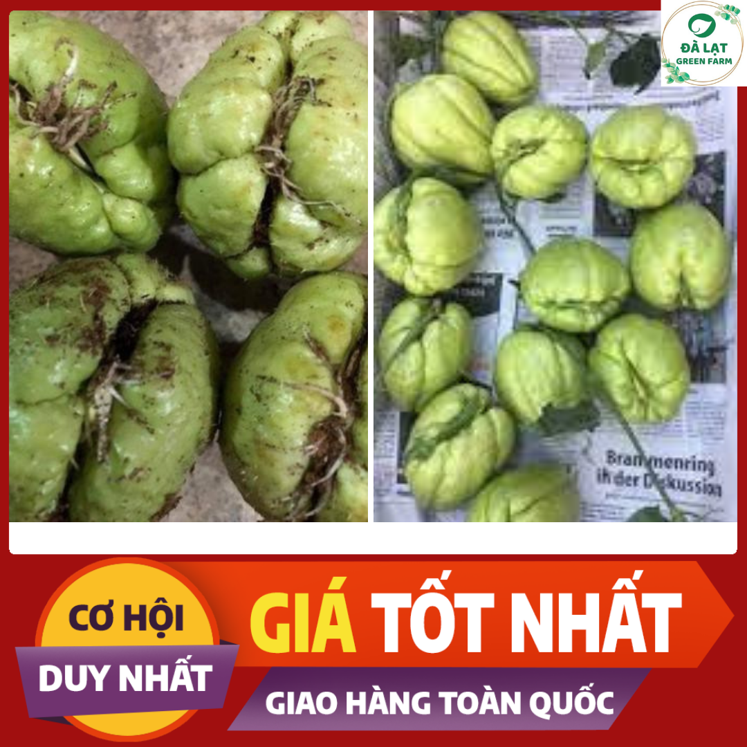 QUẢ GIỐNG SU SU_ĐÃ CÓ MẦM