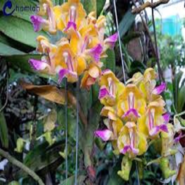 Sản Phẩm Hoa lan giáng hương hoàng nhạn tháng 4 ( cây to 45cm)