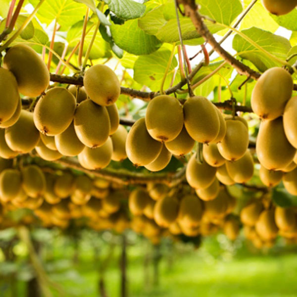 Com bo 2 Cây kiwi ruột vàng giống nhập khẩu nguyên bầu