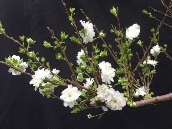 Cây giống nhất chi mai