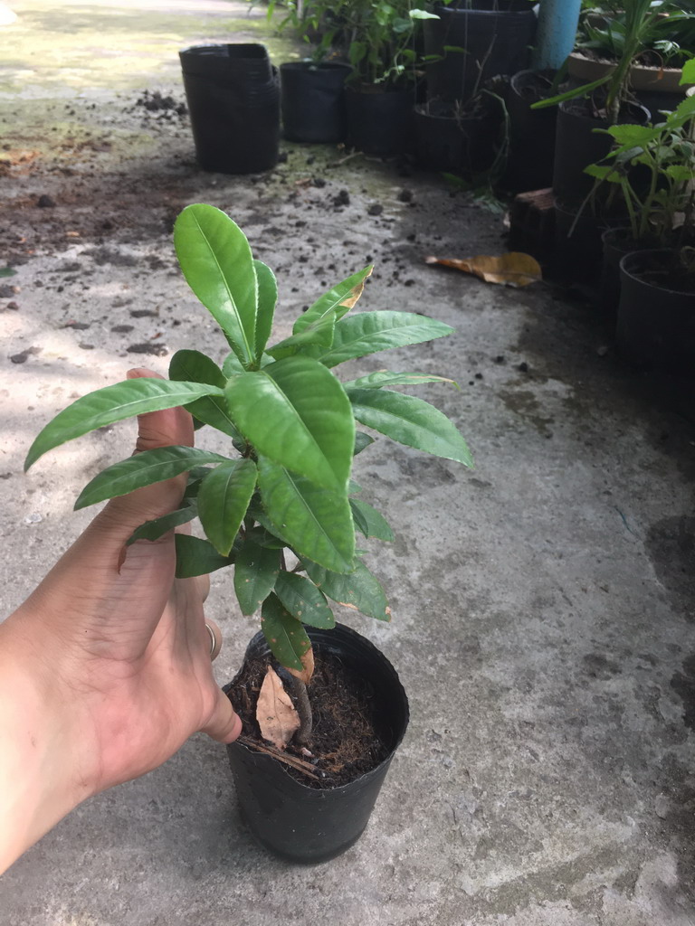 Cây giống mai tứ quý