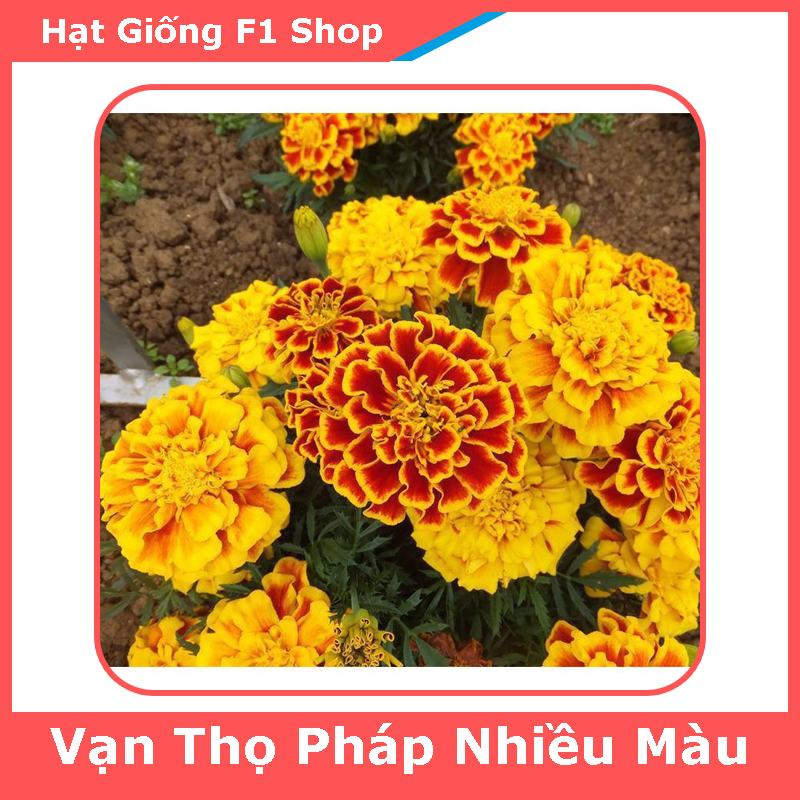 Hạt Giống Hoa Vạn Thọ Pháp Nhiều Màu Mix (226.F1)