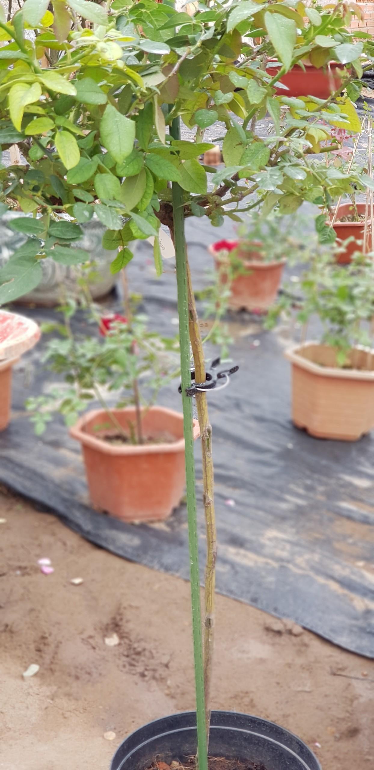 Ống lõi thép bọc nhựa phi 11*180cm - combo 10c