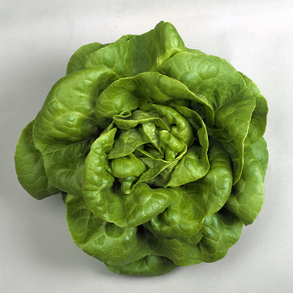 Hạt Giống Xà lách đăm xanh( 2gr/gói )