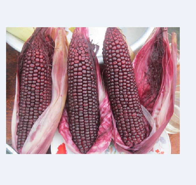 COMBO 3 gói hạt giống ngô tím ngọt F1- Tặng gói phân bón