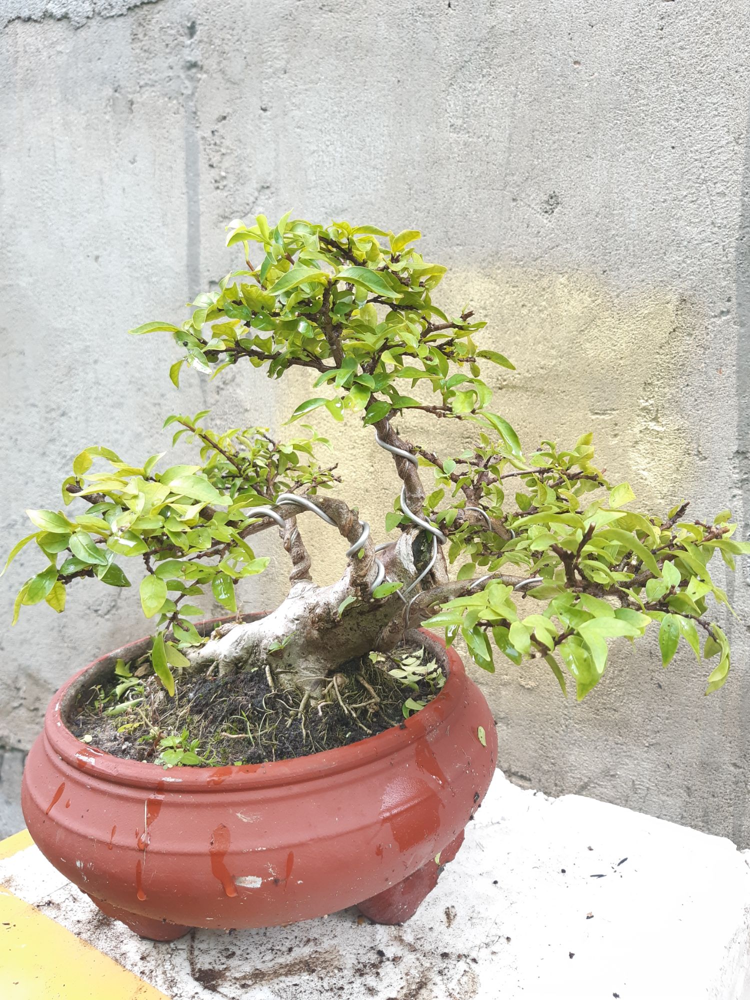 mai chiếu thủy bonsai trung