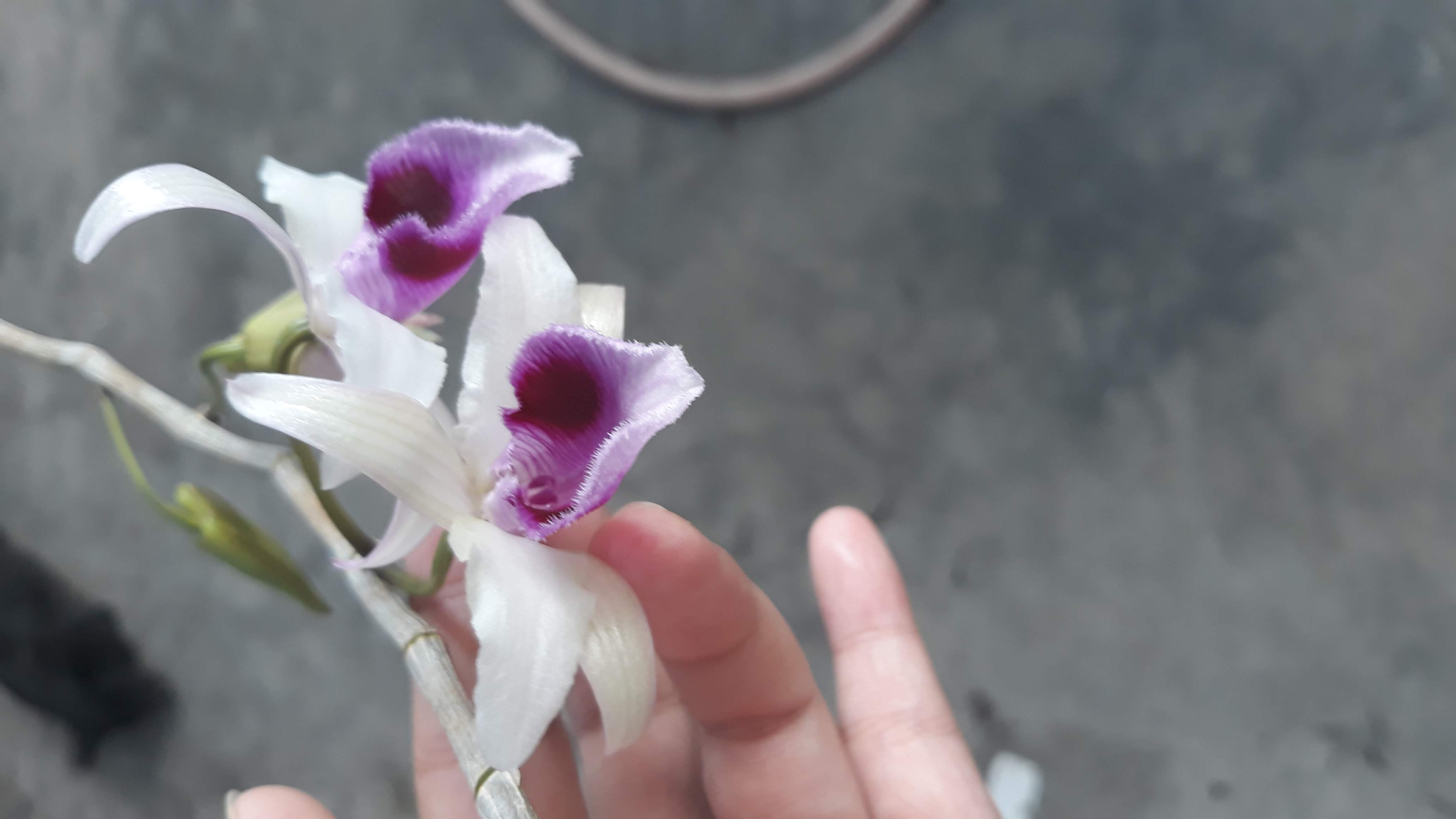 Hoa lan giả hạc, giả hạc daklay kie năm nhất dài 5_10cm, hoa mùa hè