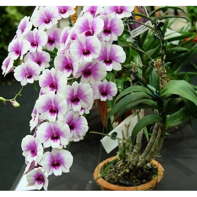 Combo 02 lan dendro mini yaya thái lan - cây đẹp to khỏe, hoa thơm bền hoa uh tín chất lượng