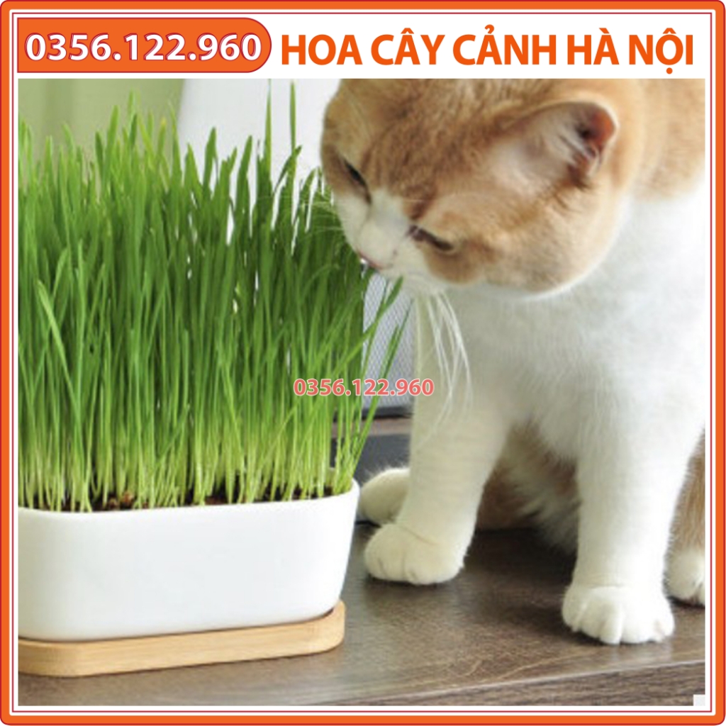 Hạt giống cỏ lúa mì, lúa mạch 1kg - cỏ chó mèo kích thích tiêu hóa, giàu dinh dưỡng