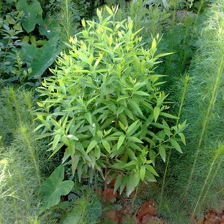 Cây giống đàn hương trắng Ấn Độ ( cây siêu đẹp)