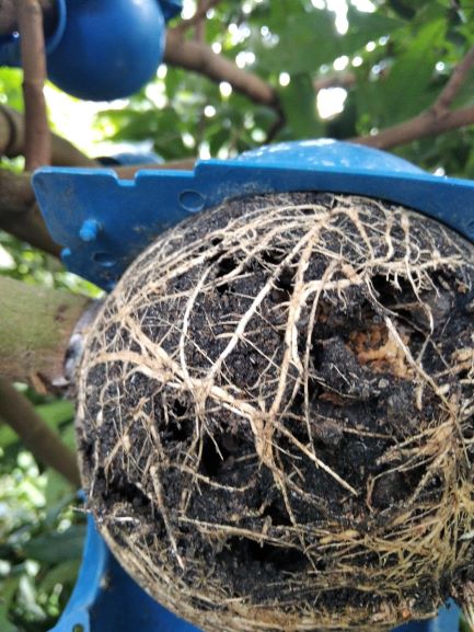 Bầu Chiếc Cành Thông Minh Kích Thước Đường Kính 4cm