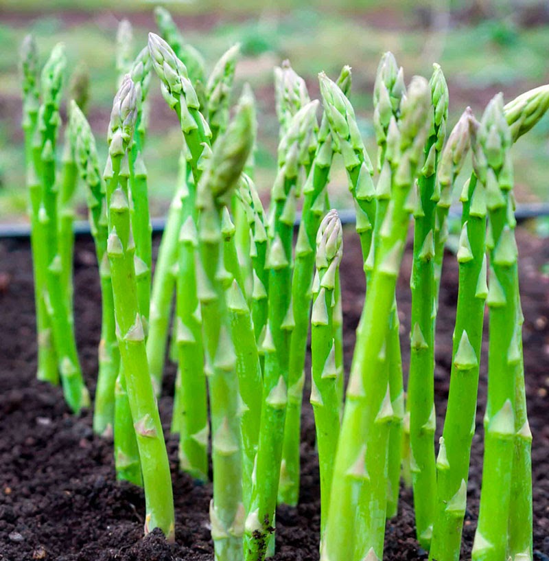 CÂY GIỐNG MĂNG TAY XANH f1 cay giong nong nghiep mang tay