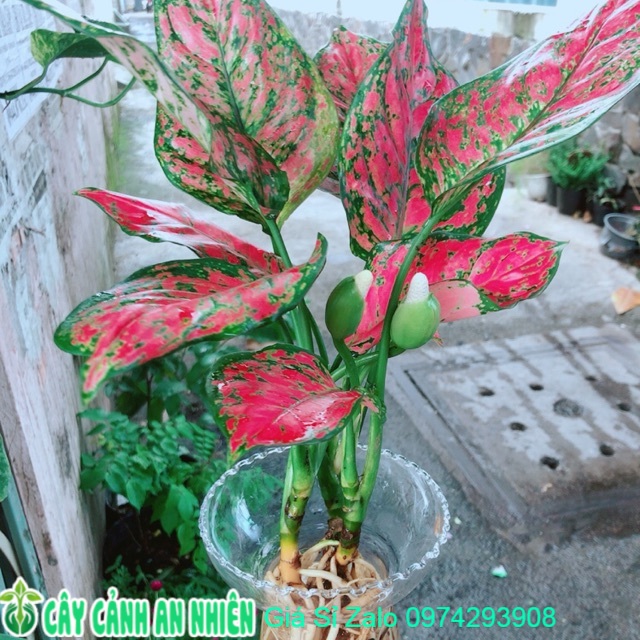 Chậu cây vạn lộc thuỷ sinh
