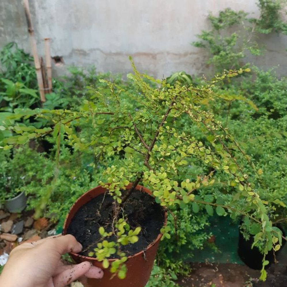 cây sơn liễu giống