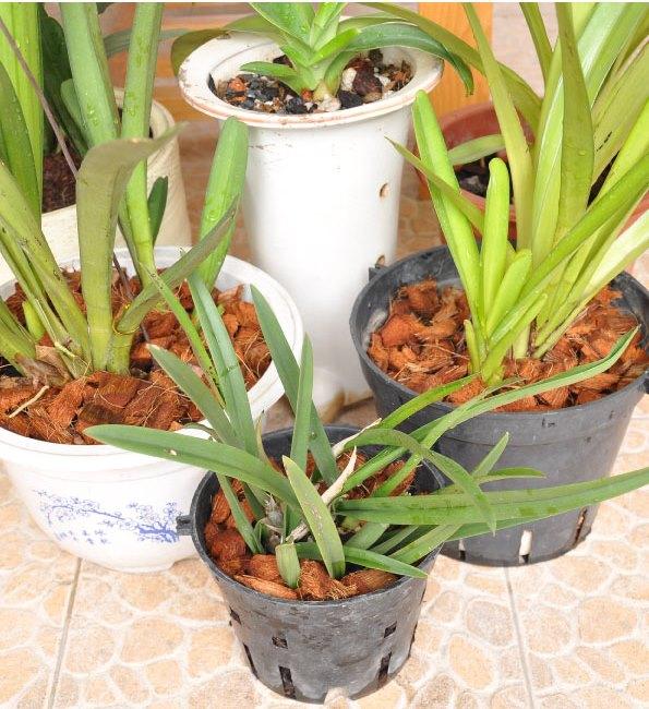 Vỏ dừa miếng trồng lan- gói 350gr