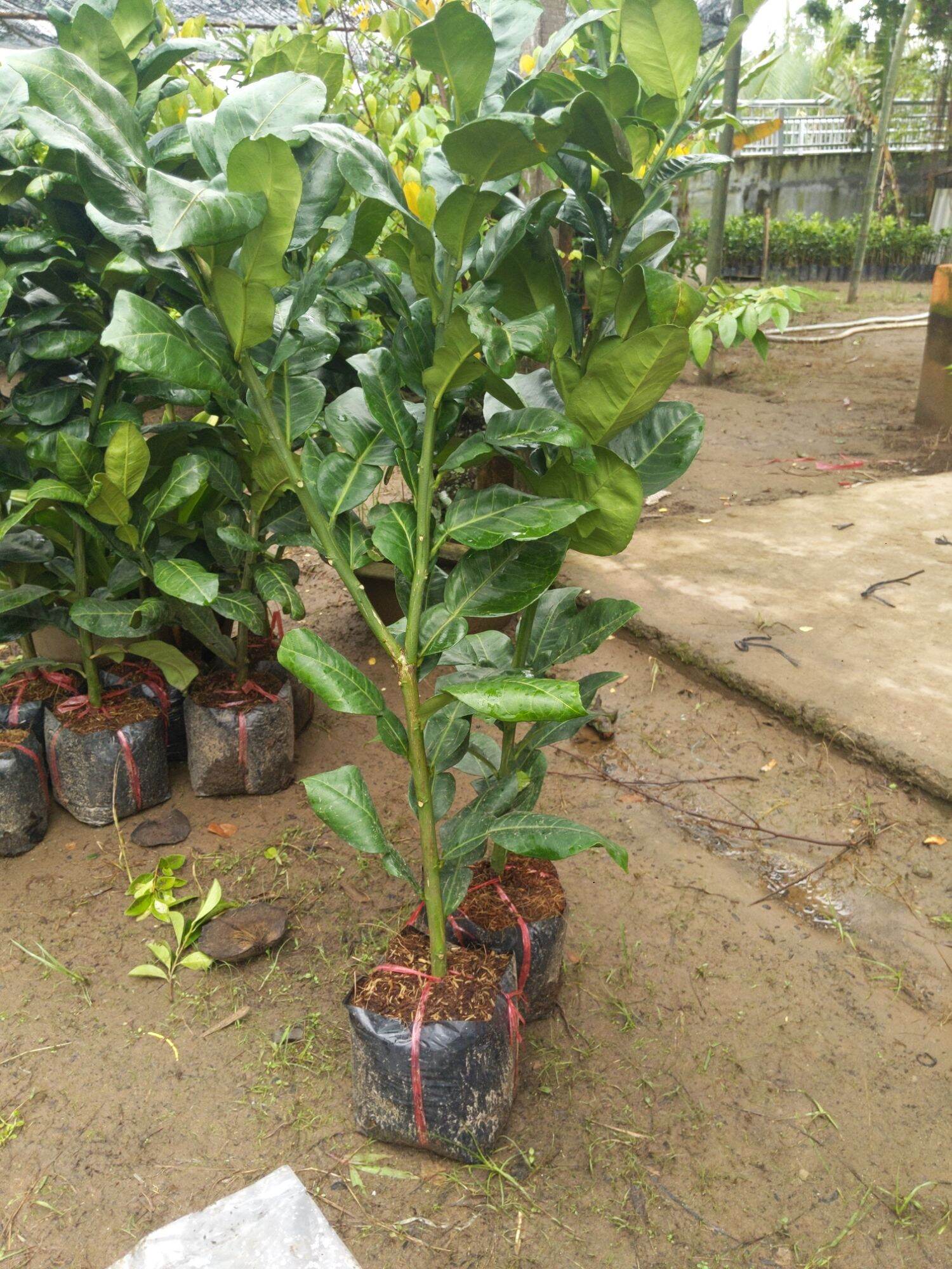 Bưởi da xanh gốc chiếc , chuẩn giống Bến Tre