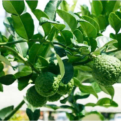 Lá Chúc sấy lạnh (Lá chanh thái thơm)