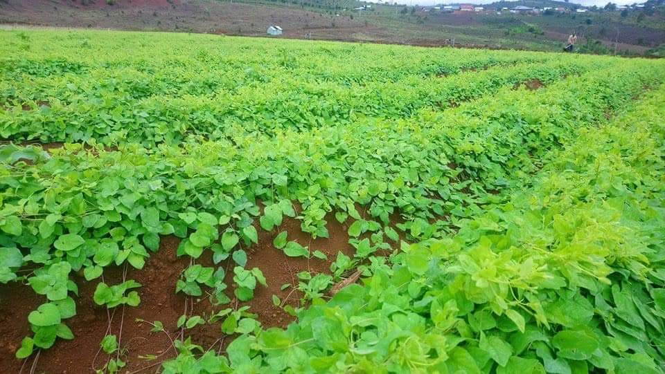 Trà sâm dây Ngọc Linh Dato