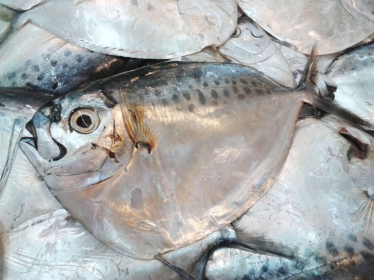 Kho ca luoi bua
